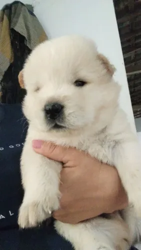 Filhotes de Chow Chow 