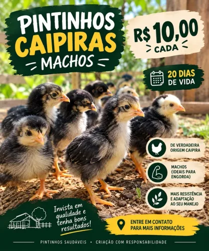 Pintinhos caipiras machos