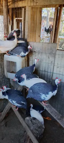 Aves de axé 
