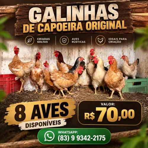 Galinha caipira