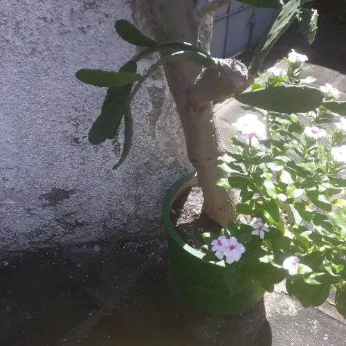 Planta