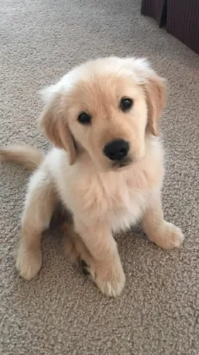 Filhote de Golden Retriever, grátis