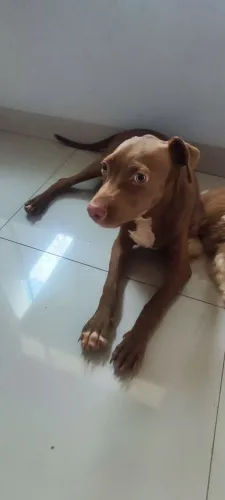 Pit bull doa- se 4 meses