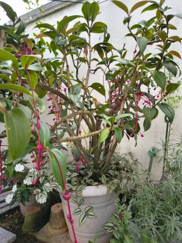 Planta Medinila Magnifica (vaso G)