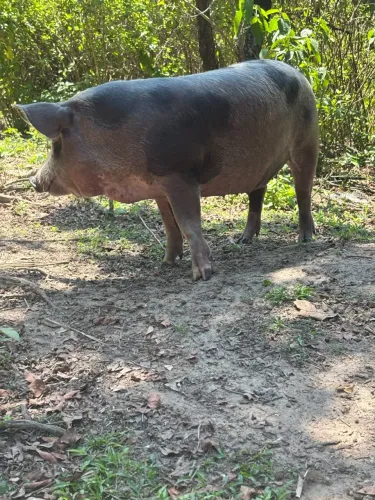 Porcos, ovelhas, carneiros e bezerro