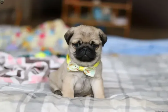 Pronta entrega hoje - venha adquirir o seu amorzinho