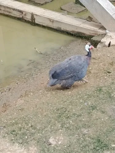 Galinha Angolista