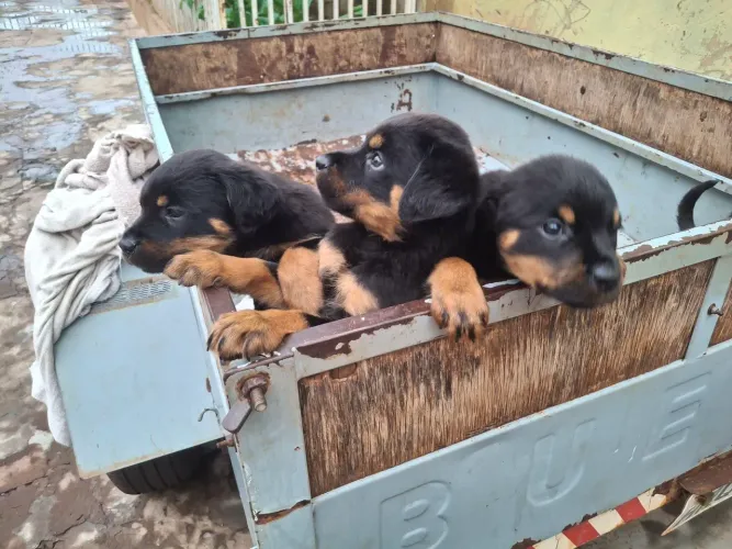 Filhotes Rottweiler
