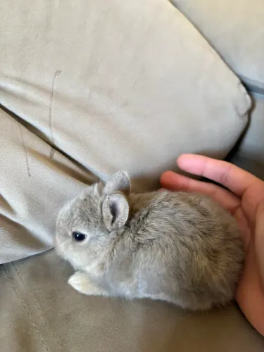 Vendo filhotes de netherland dwarf(anão holandês) 
