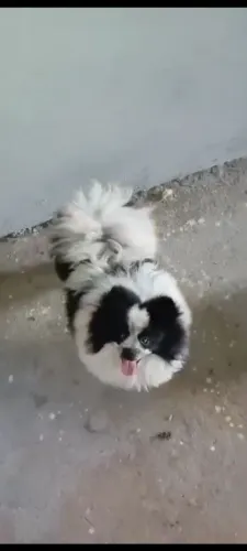 Lulu da Pomerânia Macho