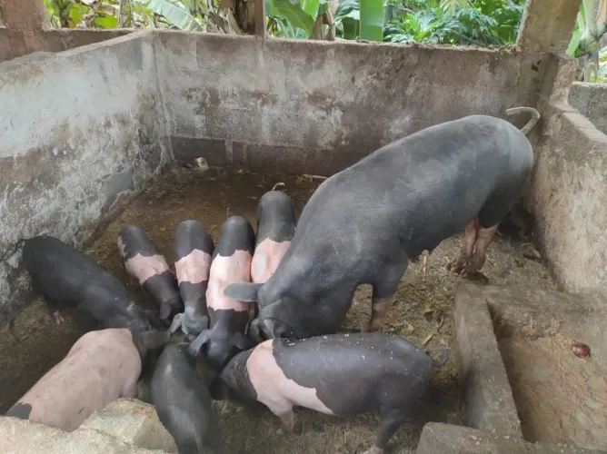 Vendo leitões porcos de raça canastra Nilo caipira