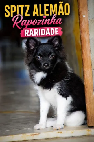 Spitz Alemao. Rapozinhas