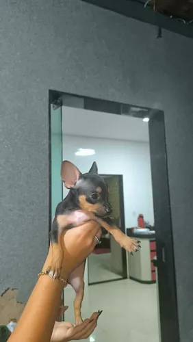 Pincher machinho