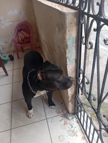 Doação responsável de América Bully 