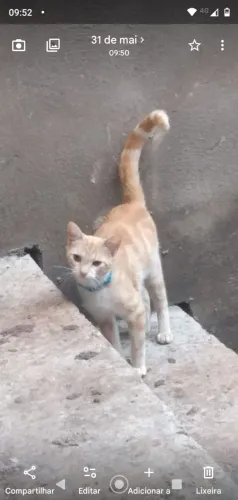 Gata cor Laranja (alguns chama cor de ouro)