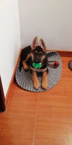 Pastor alemão Um cachorrinho para transformar seus dias e sua rotina