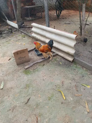 Galo Brahma 