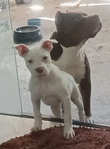 Linda filhote de pitbull