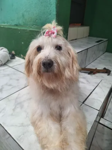 Adote a Belinha, mix poodle, castrada, leia o texto