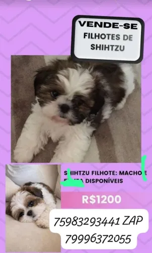 Só tem um disponivel macho e são puros e tem conversar