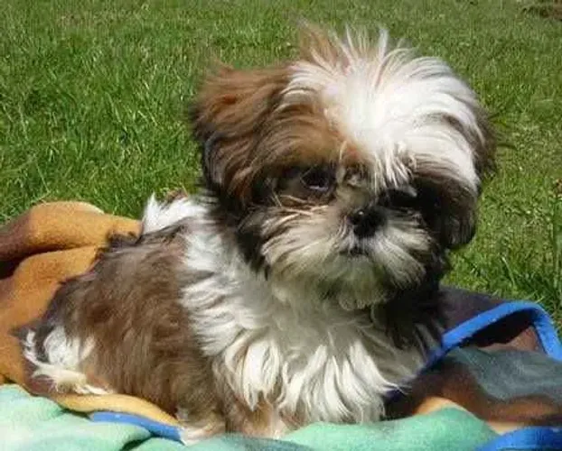 Filhote shih tzu, Quem precisa de um despertador quando se tem um filhote?
