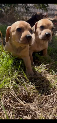 Filhotes de dachshund vulgo salsichinha/cofap