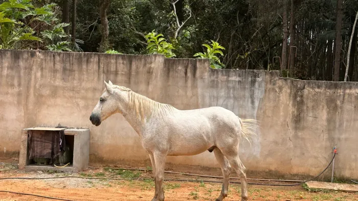 Cavalo
