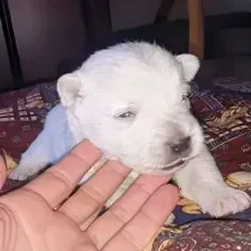 West Terrier Filhote Muito Especial Disponível