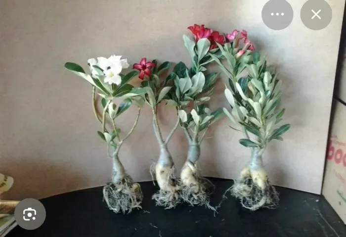 Rosa do deserto 