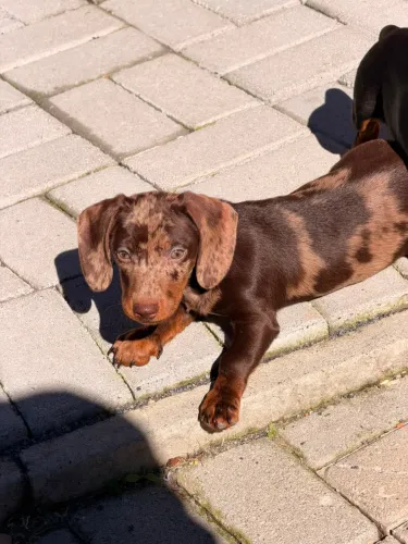 Dachshund arlequim 