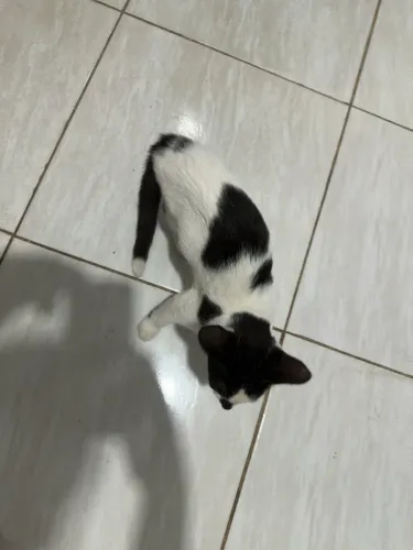 Doação 3 meses fêmea