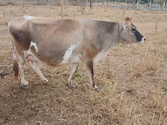 Vaca Jersey