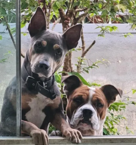 Filhotes American Bully e Decker huntig terrier 