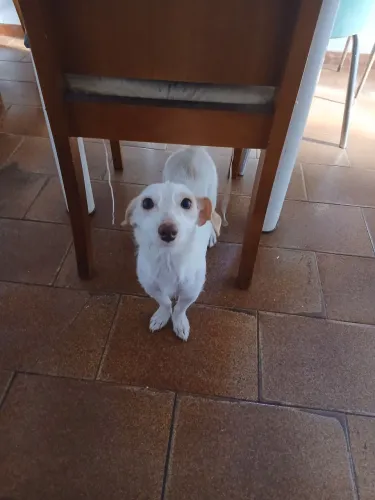 Adoção responsavel cachorrinha femea porte pequeno 