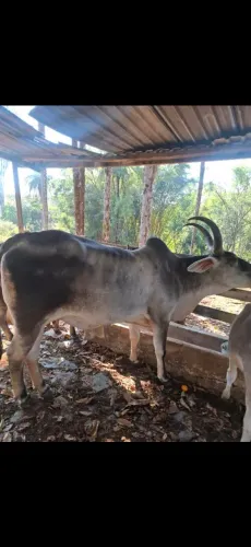 1 vaca, 1 novilha e 1 bezerro guzerá