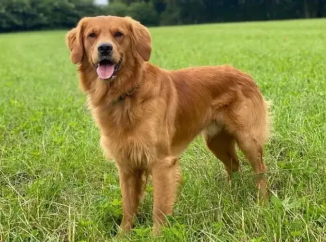 Cachorro Golden Retriver Dócil