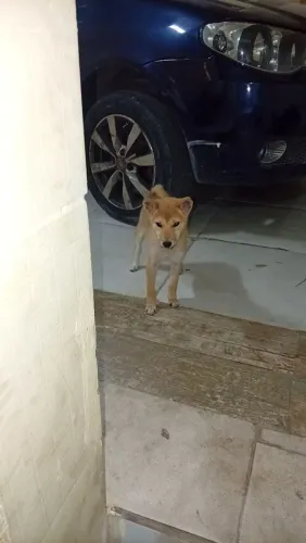 SHIBA INU Japonês fêmea d6