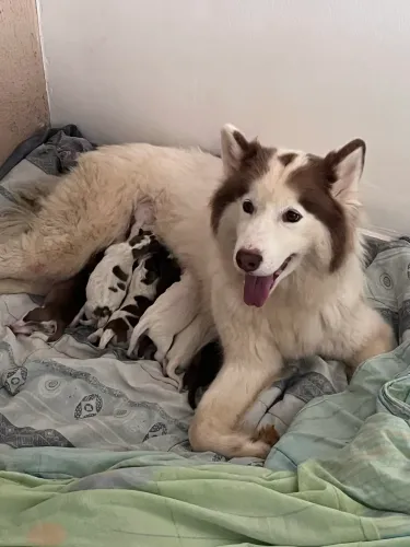Husky Suberiano Puro
