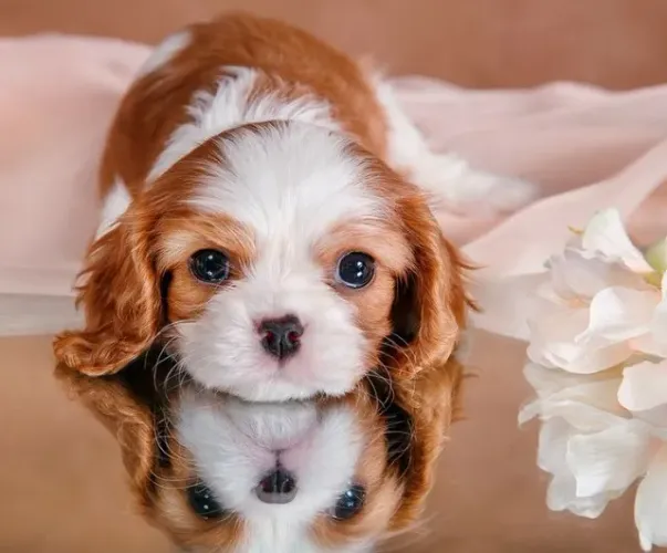 Cavalier King Charles Machos e Femeas disponiveis