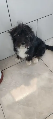 Adoção responsável 