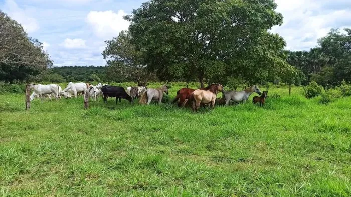 Fazenda escriturada GEO e CAR com 310 hectares terra cultura próximo 2 irmãosrodovia