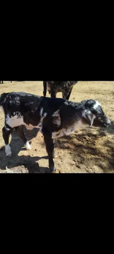 Vendo bezerro macho