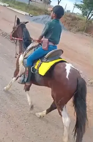 Cavalo Pampa à Venda Criança e Adulto 