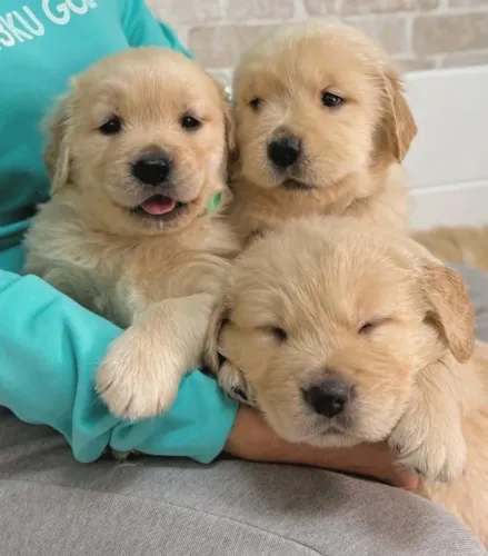 Filhotes de Golden Retriever | Um amigo cheio de charme natural