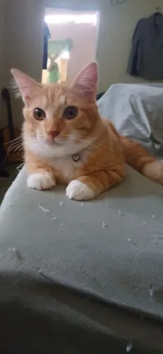 Gato amarelo para doação 
