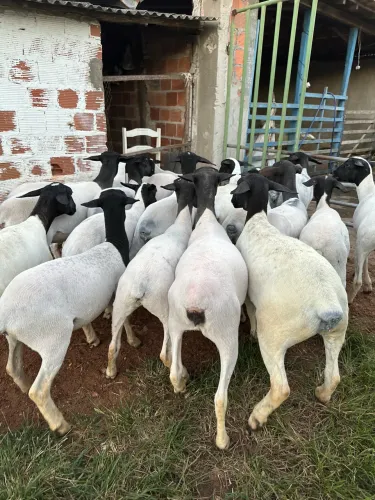 Borregas Dorper
