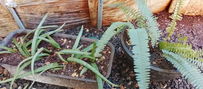 Vaso e planta