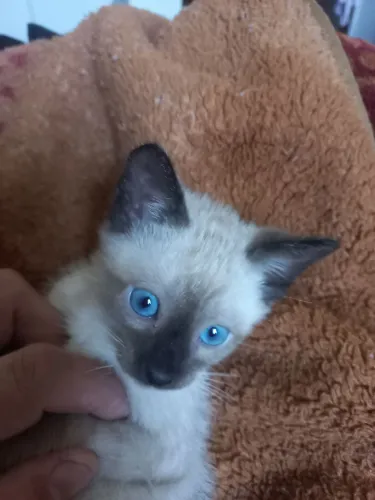 Doação gatos filhotes