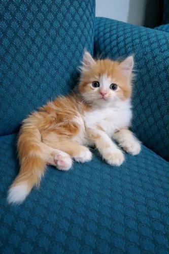 Filhotes de angora