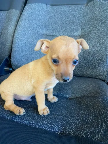 Pinscher 1 macho 